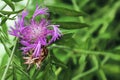 Spiraled pink petals on a knapweed flower Royalty Free Stock Photo
