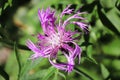 Spiraled pink petals on a knapweed flower Royalty Free Stock Photo