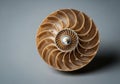 A spiraled shell structure resembling the Fibonacci sequence. Intricate, symmetrical patterns Royalty Free Stock Photo