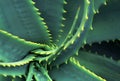 Spiraled and Spiked Aloe Vera Leaves Royalty Free Stock Photo