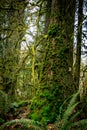 Spirals, trees, and most in a Pacific Rain Forest