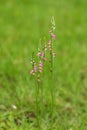 Spiranthes sinensis Royalty Free Stock Photo