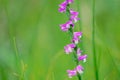 Spiranthes sinensis Royalty Free Stock Photo