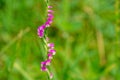 Spiranthes sinensis Royalty Free Stock Photo