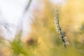 Spiranthes spiralis, commonly known as autumn lady; s-tresses Royalty Free Stock Photo