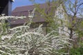 Spirea bloom in spring. White spirea flowers on the background of the facade of the house. Decorative flowering shrubs