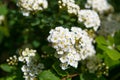 Spirea blooming