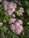 Spirea Blooms