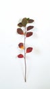 Spirea branch with colorful leaves on a white background Royalty Free Stock Photo
