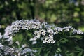 Spirea branch with white flowers close-up. Royalty Free Stock Photo