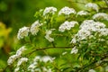 Spirea, Bridal Wreath, Ornamental Shrub