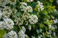 Spirea bush with inflorescences of white flowers at sunrise with selective focus Royalty Free Stock Photo