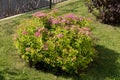 A spirea bush of the Japanese variety Goldflame blooms on a lawn next to a metal fence on a sunny summer day Royalty Free Stock Photo