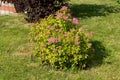 Spirea bush of the Japanese variety Goldflame blooms on the lawn next to the sidewalk on a sunny summer day Royalty Free Stock Photo