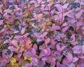 Spirea bushes at autumn. Bright floral background