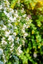 Spirea bushes bloom in the spring