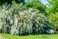 Spirea bushes bloom in the spring