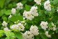 Spirea chamaedryfolia blooms profusely in the spring