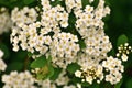 Spirea chamaedryfolia blooms profusely in the spring