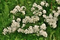 Spirea chamaedryfolia blooms profusely in the spring