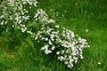 Spirea chamaedryfolia blooms profusely in the spring