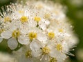 Spirea close up Royalty Free Stock Photo