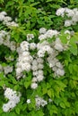 Spirea dubravcolista Spiraea chamaedryfolia L.. Flowering plant