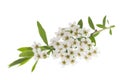 Spirea flowers