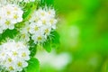 Spirea flowers Spiraea chamaedryfolia.