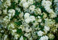 Spirea inflorescence, small delicate white flowers, green leaves, repeating floral botanical pattern, background