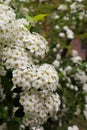 Spirea inflorescences close-up