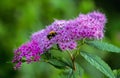 Spirea Japanese (feather-fern, Astilbe japonica) and cuckoo bee