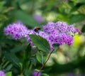 Spirea Japanese (feather-fern, Astilbe japonica) and cuckoo bee