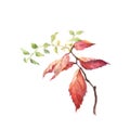 Spirea leaves watercolor painting. Royalty Free Stock Photo