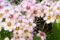 Spirea Magic Carpet flowers