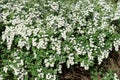 Spirea, meadowsweet white flowering shrub