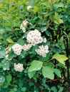 Spirea scientific name Spiraea nipponica is a plant native to Japan, Korea and China.