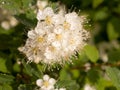Spirea in spring close up Royalty Free Stock Photo