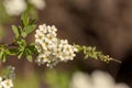 Spirea in spring close up Royalty Free Stock Photo