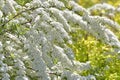 Spirea Thunberg blooms profusely in the spring