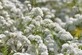 Spirea Thunberg blooms profusely in the spring