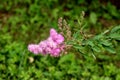 Spirea Triumphans or Spiraea x billardii Triumphans garden hybrid plant with tiny purplish pink flowers and dark green oblong leav