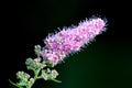 Spirea Triumphans or Spiraea x billardii Triumphans hybrid suckering deciduous shrub with tiny open and closed purplish pink