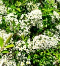 Spirea white shrub decorative