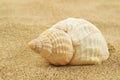 Spired conch shell on the sand Royalty Free Stock Photo