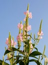 Physostegia - A tall pink upright plant against a natural pale bue sky