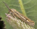 Spiris striata. Arctiinae Male moth posing on green leaf with big antennae