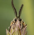 Spiris striata. Arctiinae Male moth posing on green leaf with big antennae