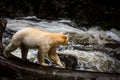 Spirit bear Royalty Free Stock Photo