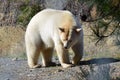 A Spirit (Kermode) Bear Royalty Free Stock Photo